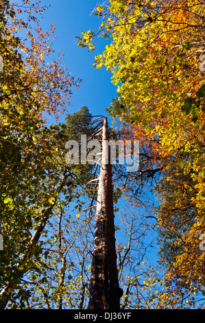 In autunno gli alberi in Northumberland. Regno Unito Foto Stock