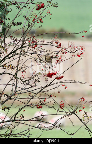 Scena di autunno - Un mistle i tordi in una struttura ad albero rowan piena di bacche con un paesaggio sullo sfondo della scena. Foto Stock