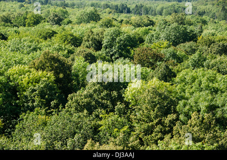 Faggio decidue foresta come visto dal di sopra in estate in Germania Foto Stock