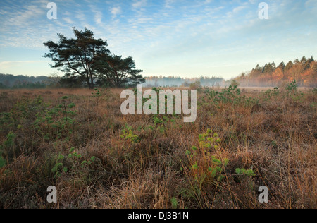 Marsh con piccoli alberi di pino in autunno nebbiosa mattina, Mandefijld, Friesland, Paesi Bassi Foto Stock