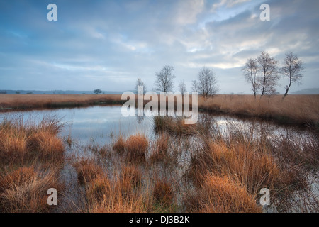Offuscato la mattina sulla palude, Duurswoudeheide, Friesland, Paesi Bassi Foto Stock