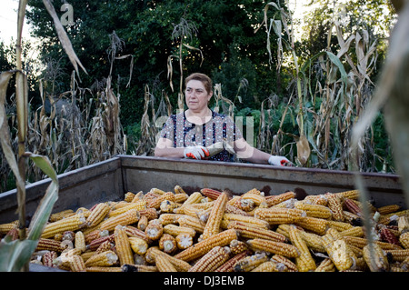 Raccolta del mais in Galizia, Spagna. harvest farm farmer paese contadino di campagna lavoro rurale lavoratore lavoro Foto Stock