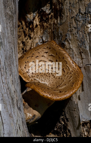 Della Driade sella (Polyporus squamosus) tree fungo Foto Stock