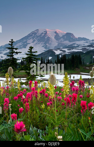 Mount Rainier sopra prati fioriti sul crinale Mazama prima dell'alba, il Parco Nazionale del Monte Rainier, Washington. Foto Stock