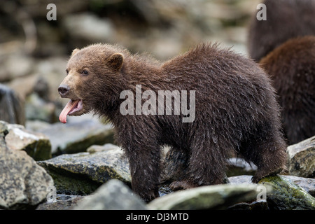 Stati Uniti d'America, Alaska Katmai National Park, costiere Brown Bear Cub (Ursus arctos) spuntavano lingua mentre sbadigli Foto Stock