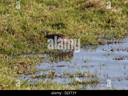 Beccaccino (Gallinago gallinago) rovistando in delle zone umide costiere Foto Stock