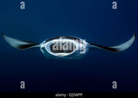 Manta Ray, Manta birostris l'assorbimento di plancton, canale tedesco, Palau, Micronesia, Oceano Pacifico Foto Stock