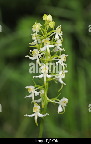 Maggiore Butterfly-Orchid Foto Stock