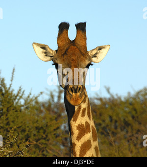 giraffa Foto Stock