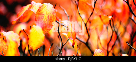 Belle Foglie di autunno cornus kousa bush Jane Ann Butler JABP Fotografia941 Foto Stock