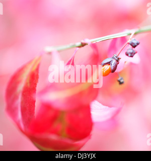 Incantevole autunno rosso foglie e frutti del euonymus alatus bush Jane Ann Butler JABP Fotografia944 Foto Stock