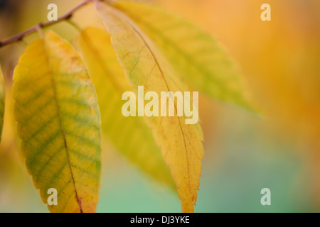 Bellissimi colori autunnali della Zelkova serrata keyaki tree Jane-Ann Butler JABP Fotografia959 Foto Stock