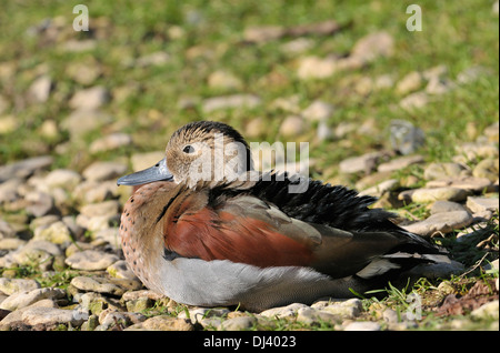 Di inanellare Teal - Callonetta leucophrys anatra maschio Foto Stock