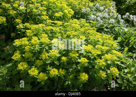 Euphorbia polychroma, Wolfsmilch, euforbia Foto Stock