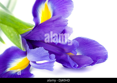 Iris blu o fiore blueflag isolati su sfondo bianco Foto Stock