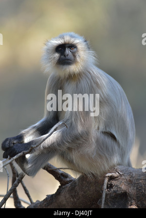 Hanuman Langur al Parco Nazionale di Kanha, Madhya Pradesh India Foto Stock