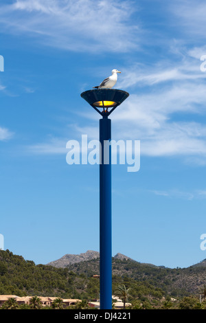 Seagull su un lampione nel porto di Andratx Foto Stock