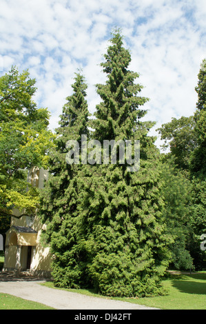 Cedro bianco Foto Stock