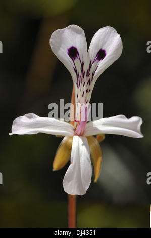 Fiore di Pelargonium spinosum Foto Stock