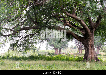 Tamarindus indica . Il tamarindo tronco di albero nella campagna indiana. Andhra Pradesh, India Foto Stock