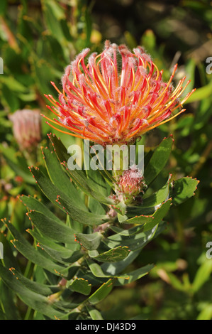 Leucospermum ibrido Scarlet Ribbon Foto Stock