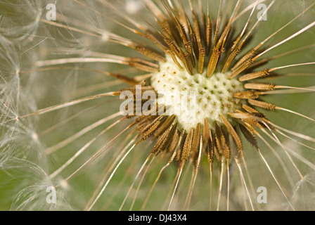 Tarassaco sementi nel modello cuore Foto Stock