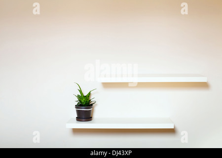 Due ripiani sul muro bianco e piante verdi in vaso Foto Stock