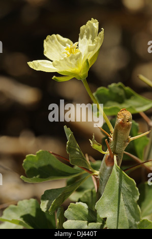 Bushman's candela, Namaqualand, Sud Africa Foto Stock