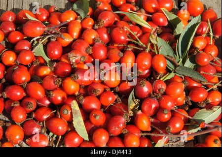 Rosa glauca, Blaue Hechtrose, redleaf rose Foto Stock