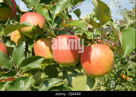 Malus domestica Jonagold, Apfel, Apple Foto Stock