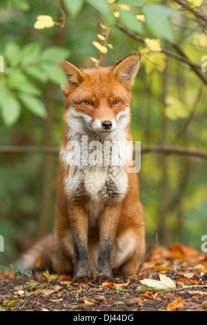 Maschio UK Volpe rossa seduta nel selvaggio circondato da alberi caduti e foglie di autunno. Un marchio sly aspetto. Foto Stock