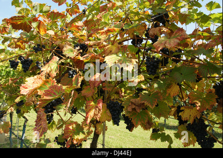 Vitis vinifera Nero, Weinrebe, vitigno Foto Stock