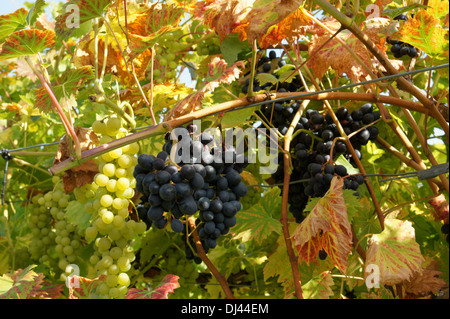 Vitis vinifera Nero, Weinrebe, vitigno Foto Stock