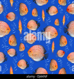 Scacchiera Discus pesci di acquario come sfondo senza giunture Foto Stock