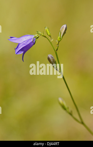 Round-lasciarono la campanula Foto Stock