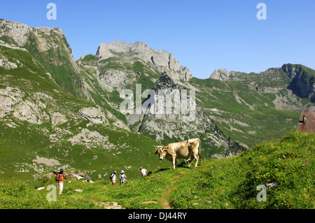 Vacca e gli escursionisti in area di passeggio Alpstein Foto Stock