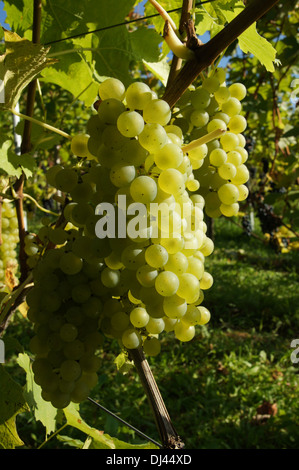 Vitis vinifera Silvaner, Weinrebe, vitigno Foto Stock