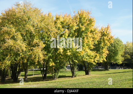 Acer saccharinum, Silberahorn, acero argento Foto Stock