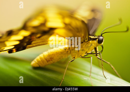 Thoas coda forcuta (Papilio thoas) Foto Stock