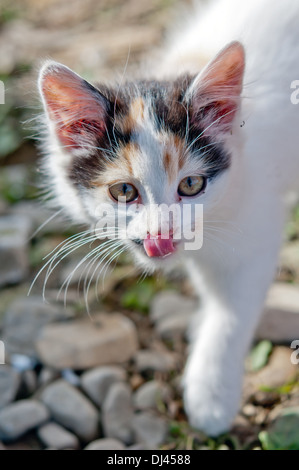 Cat lambisce le sue labbra Foto Stock