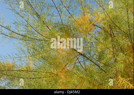Tamarix parviflora, Tamariske, tamerici Foto Stock