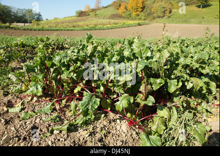 Beta vulgaris, Rote Bete, radici di barbabietola Foto Stock