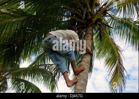 La raccolta di noci di cocco vicino a Baracoa, Cuba Foto Stock