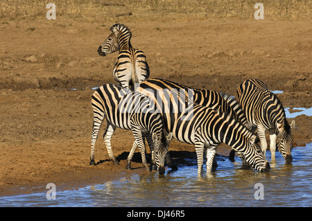 La Burchell zebre a waterwhole Foto Stock