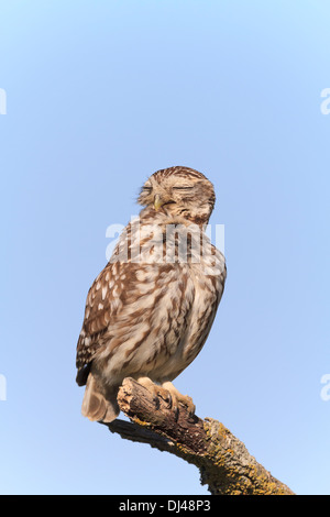 Civetta (Athene noctua) in appoggio sul ramo. Provincia di Lleida. La Catalogna. Spagna. Foto Stock