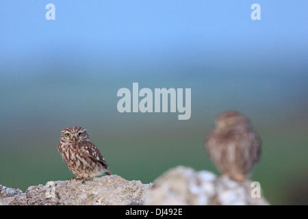 Civetta (Athene noctua) coppia appollaiato sulle pietre. Provincia di Lleida. La Catalogna. Spagna. Foto Stock