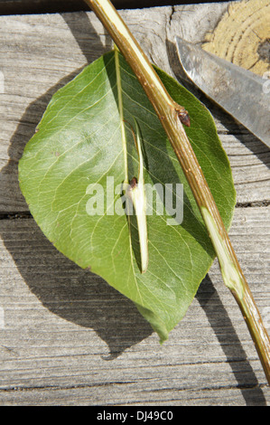 Pear-Twig con Bud dopo il taglio su una foglia Foto Stock