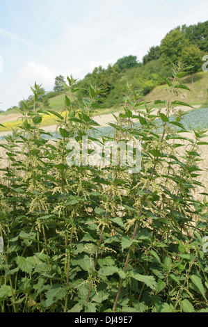 Ortica pungente Foto Stock