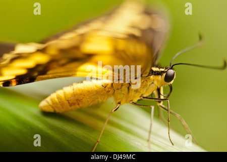 Thoas coda forcuta (Papilio thoas) Foto Stock