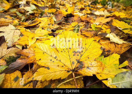 Mounld spot su una foglia di acero in autunno, ambleside, cumbria, Regno Unito. Foto Stock